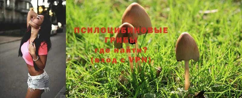 Галлюциногенные грибы MAGIC MUSHROOMS Черногорск