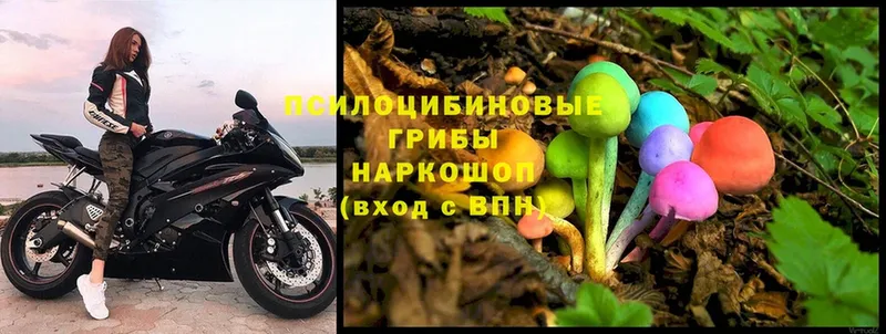 кракен ONION  Черногорск  Псилоцибиновые грибы Psilocybe 